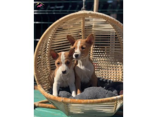 Basenji çok özel ve nadir bir ırk çok 