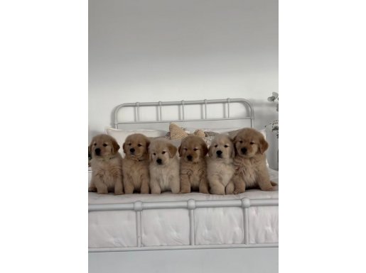 Evinizin Neşesi Olacak Safkan Babyface Küt Burun Golden Retriever Yavruları