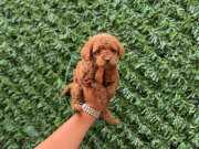Ruhsatlı işletmeden Kore red mini poodle bebekler 