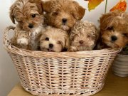 Irk Ve Sağlık Garantili Çok Minik Maltipoo Bebekler