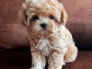 Fincan Boyutunda Maltipoo Yumakları