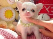 Minicik fincan köpekler elma kafa şivavalar 