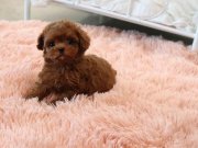Vecihiden safkan kızıl mini Kore poodle bebekler 