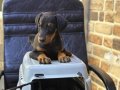 safkan evraklı king doberman bebekleri dev 