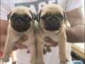 Evraklı safkan gül kuyruk Pug mops yavruları