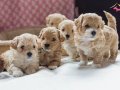 İrk ve sağlık garantili mini boy baby face maltipoo yavrular