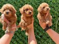 İrk ve sağlık garantili mini kore maltipoo bebekler 