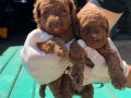 Garanli Kore XS mini redbrown kırmızı toy poodle bebekler 