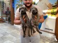 Safkan Dev MAVİ gözlü Blue Cane Corso mastif yavruları 