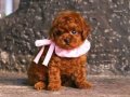 Irk Ve Sağlık Garantili Mini Kore Toy Poodle Bebekler