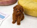  Irk Ve Sağlık Garantili Mini Kore Toy Poodle Bebekler