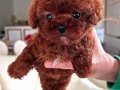  Irk Ve Sağlık Garantili Mini Kore Toy Poodle Bebekler