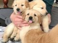 Antalya’da safkan babyface golden retriever yavruları 