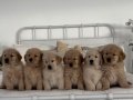 Antalya’da safkan babyface golden retriever yavruları 