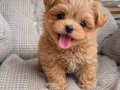 Irk Ve Sağlık Garantili Çok Minik Maltipoo Bebekler
