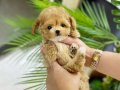 Irk Ve Sağlık Garantili Çok Minik Maltipoo Bebekler
