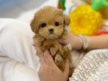 Irk Ve Sağlık Garantili Çok Minik Maltipoo Bebekler
