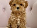 Irk Ve Sağlık Garantili Çok Minik Maltipoo Bebekler