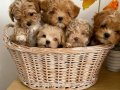 Irk Ve Sağlık Garantili Çok Minik Maltipoo Bebekler