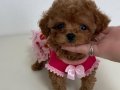 Kızıl Kürk Toy Poodle Yavrusu