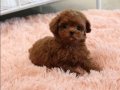Kızıl Kürk Toy Poodle Yavrusu