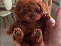 Kızıl Kürk Toy Poodle Yavrusu