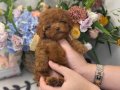Kızıl Kürk Toy Poodle Yavrusu