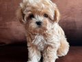 Fincan Boyutunda Maltipoo Yumakları
