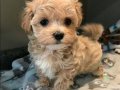 Fincan Boyutunda Maltipoo Yumakları