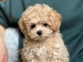 Fincan Boyutunda Maltipoo Yumakları
