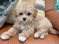 Fincan Boyutunda Maltipoo Yumakları
