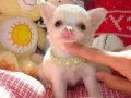 Minicik fincan köpekler elma kafa şivavalar 