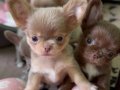 Minicik fincan köpekler elma kafa şivavalar 