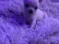 Minicik fincan köpekler elma kafa şivavalar 