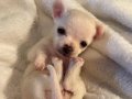 Minicik fincan köpekler elma kafa şivavalar 