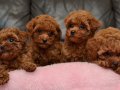 Vecihiden safkan kızıl mini Kore poodle bebekler 