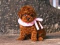 Vecihiden safkan kızıl mini Kore poodle bebekler 