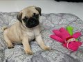 Vecihiden safkan Pug mops boncuk gözlü sevimli bebekler 