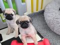 Vecihiden safkan Pug mops boncuk gözlü sevimli bebekler 