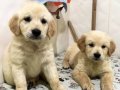 Safkan koca kafa gülenyüz tombiş golden bebekleri