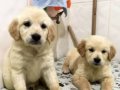 Safkan koca kafa gülenyüz tombiş golden bebekleri
