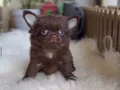 Bardak boy mini özel renkler Şivava bebekler 