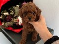 Red Brown Gerçek poodle arayanlar buraya