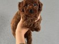 Red Brown Gerçek poodle arayanlar buraya