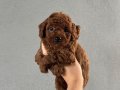 Red Brown Gerçek poodle arayanlar buraya