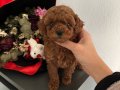 Red Brown Gerçek poodle arayanlar buraya