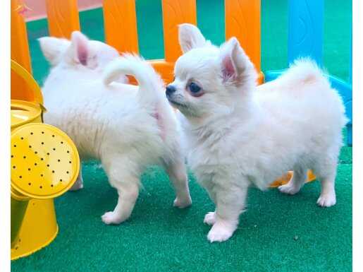 Safkan beyaz uzun tüylü chihuahua yavruları