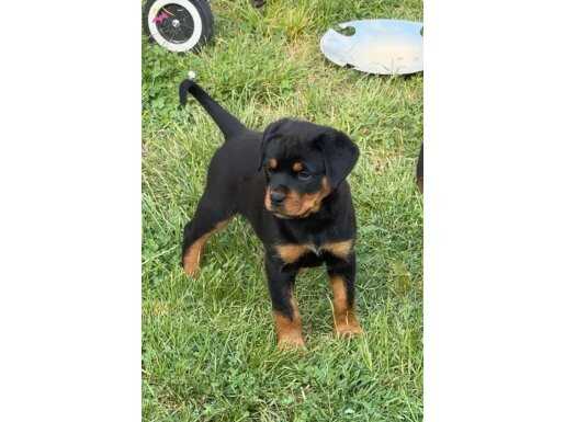 ŞAMPİYON YAVRULARI SAFKAN