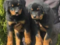 ŞAMPİYON YAVRULARI SAFKAN