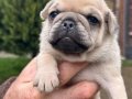 MASKELİ SURAT  PUG YAVRULARI UYGUN